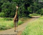 Kruger National Park, Güney Afrika için bir yolun ortasında zürafa